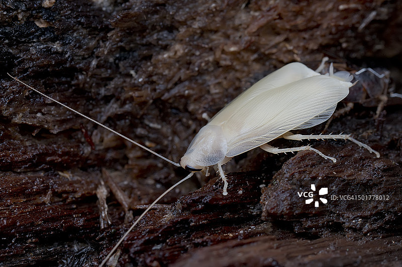 死木头上一只刚脱毛的白蟑螂的微距图片。图片素材