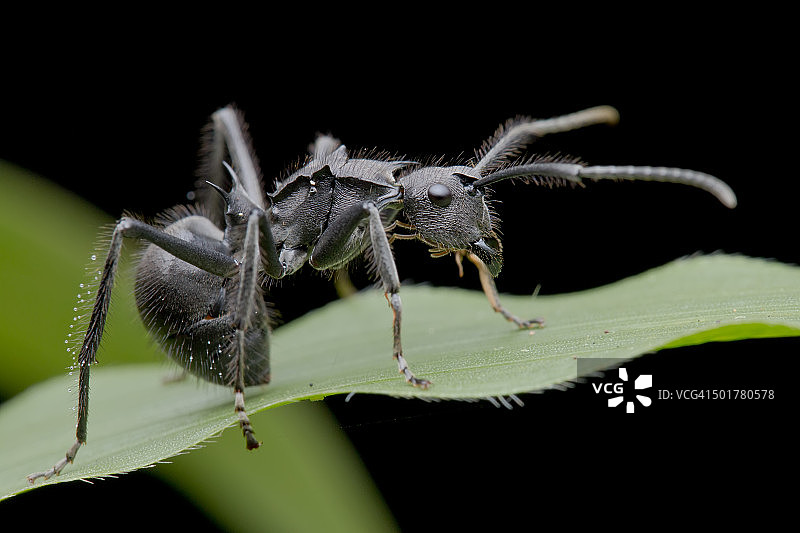 多刺蚂蚁的微距图像，多刺蚂蚁，在一片草叶上。图片素材