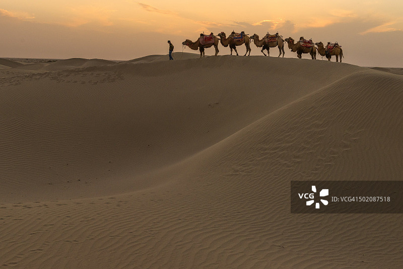 沙漠骆驼商队之旅图片素材