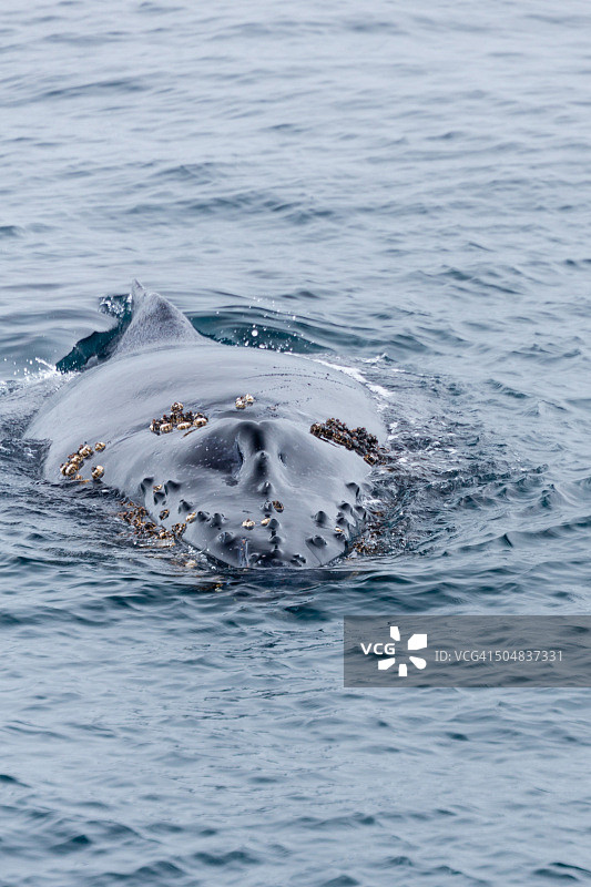 圣巴巴拉海峡的座头鲸图片素材