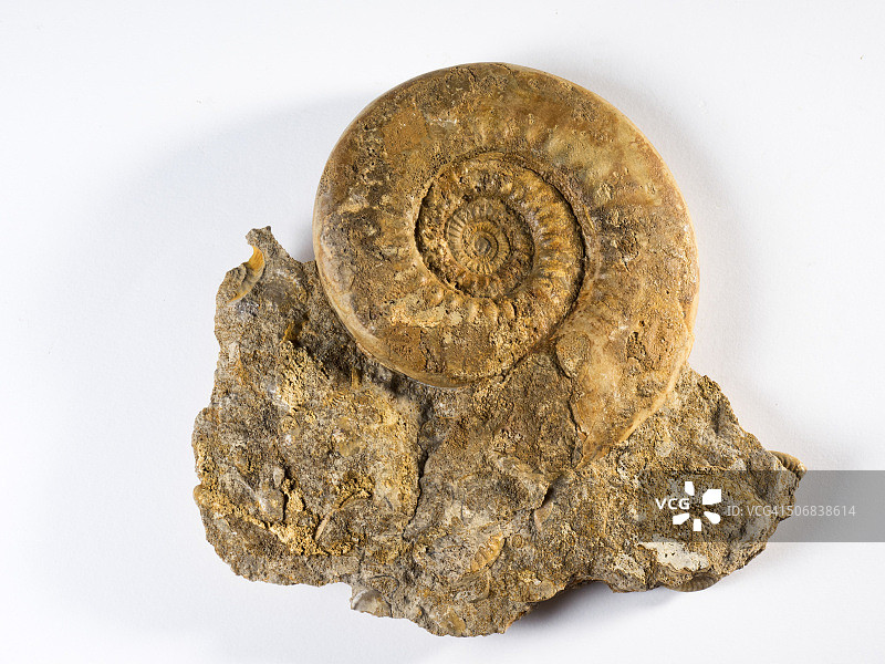化石鹦鹉螺壳上的白色背景图片素材