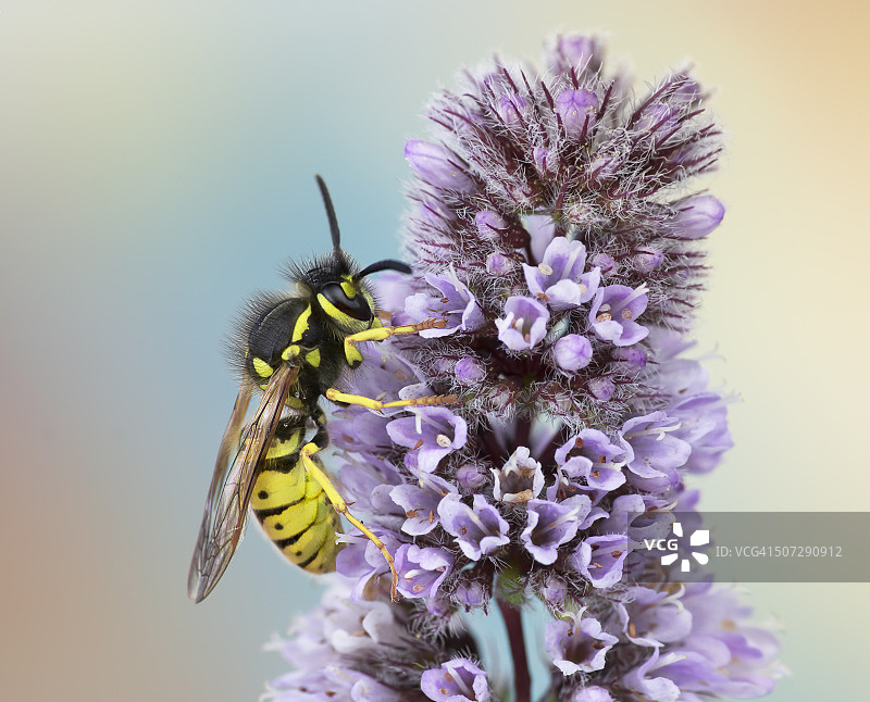 黄蜂在紫罗兰的野花上图片素材