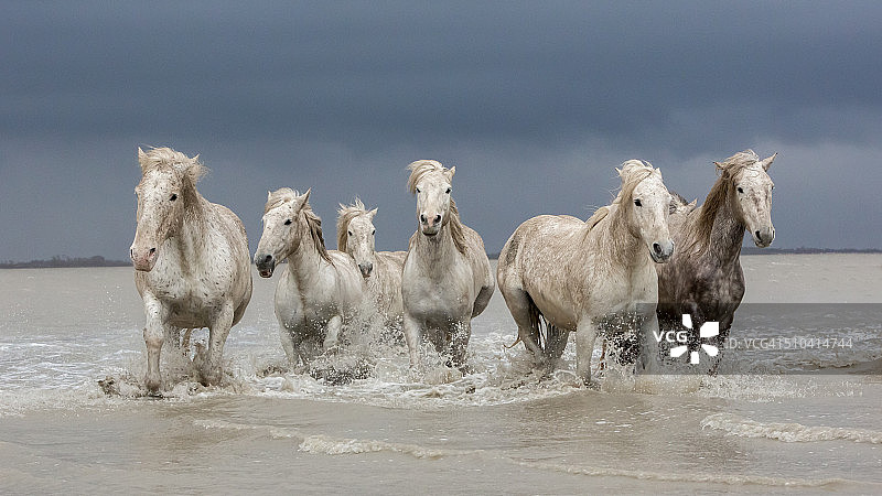 一群白色的卡玛格马走过水，卡玛格地区，法国图片素材