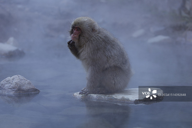 日本猕猴的思考。图片素材