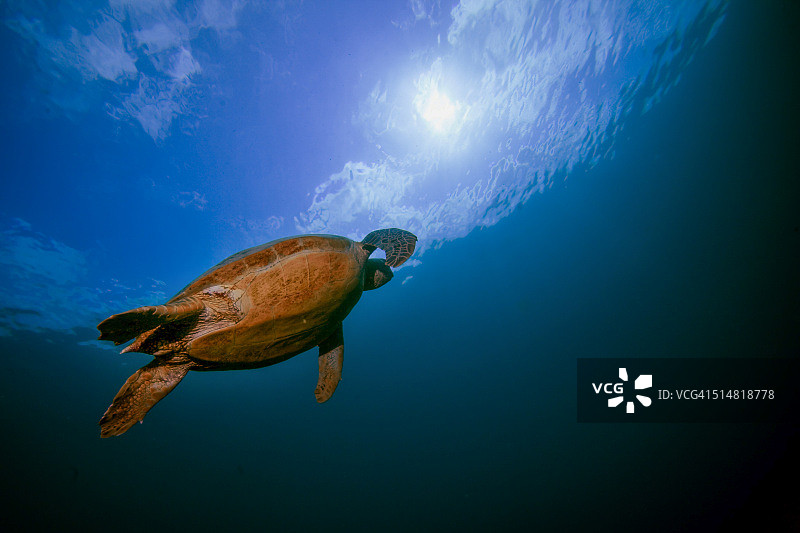 海龟浮到海面上呼吸。图片素材