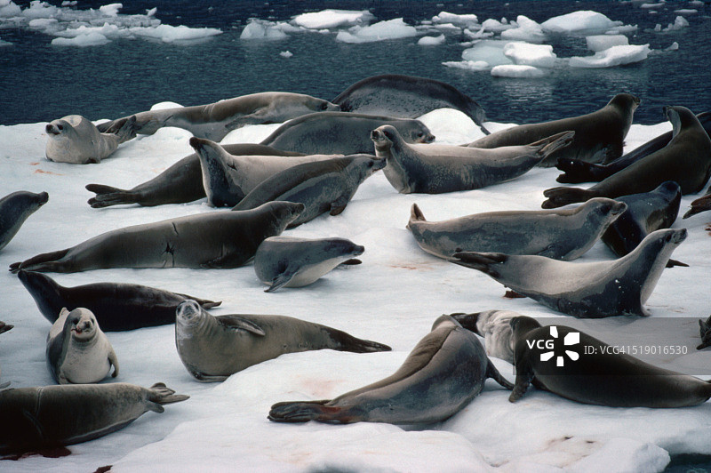 食蟹海豹和幼崽在浮冰上冷却图片素材