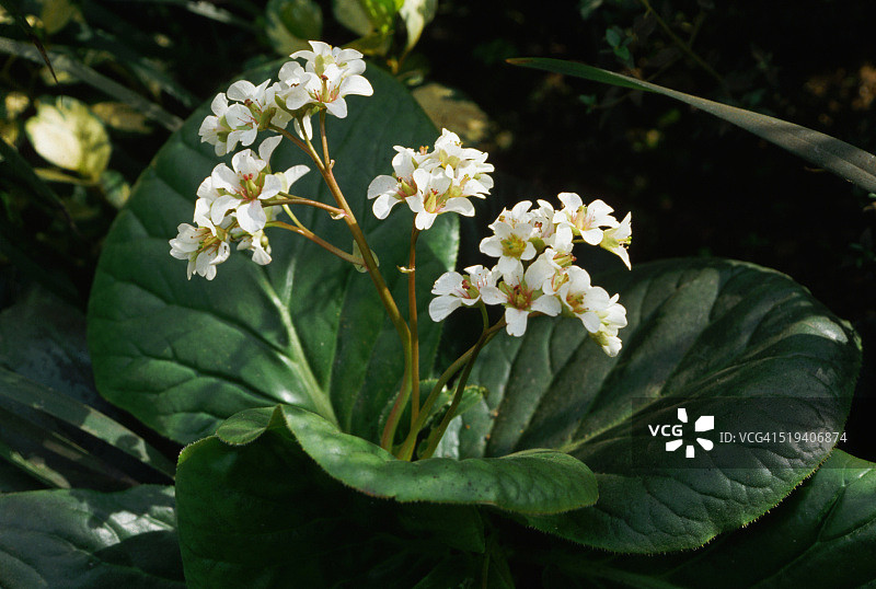 白花的虎耳草属植物图片素材