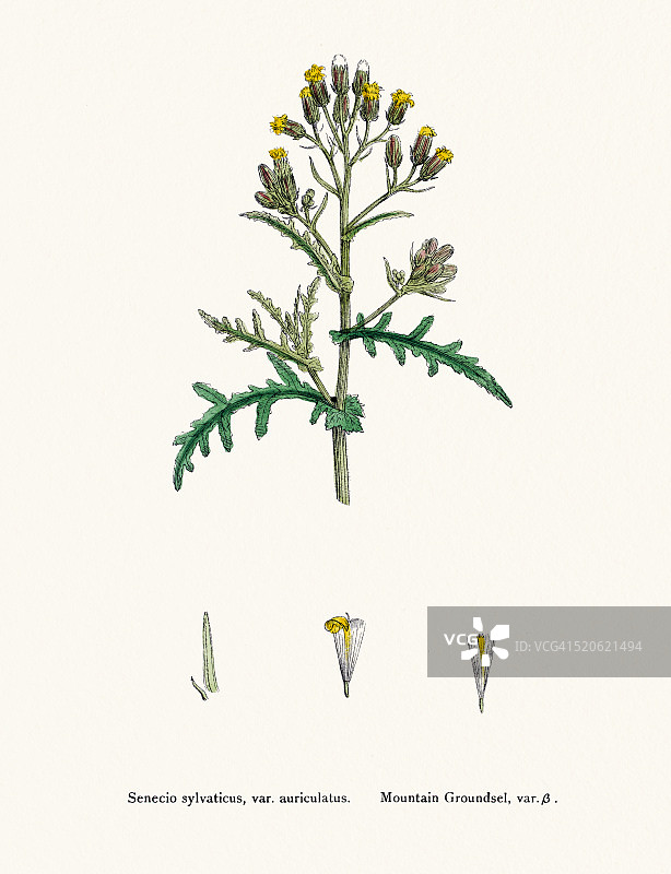 山土sel植物19世纪插图图片素材