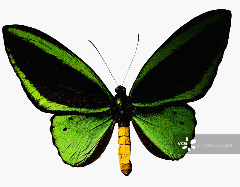 绿色的蝴蝶图片素材