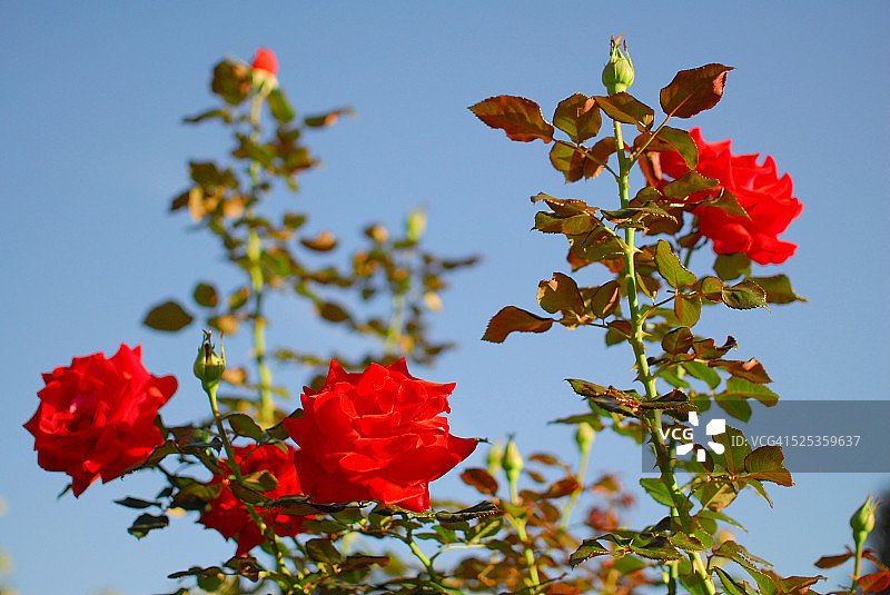 红玫瑰花园图片素材