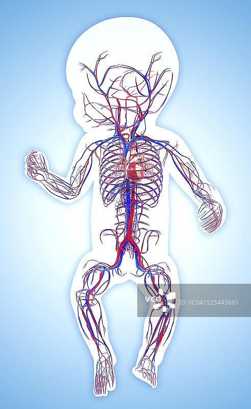 宝宝的心血管系统，艺术品图片素材