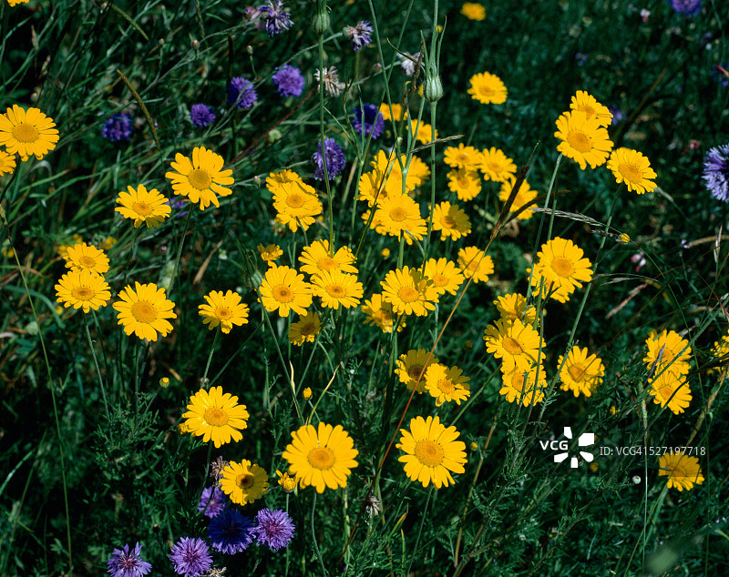 草地上盛开着黄色的甘菊和矢车菊图片素材