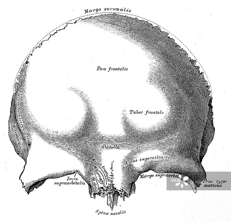 人体解剖学科学例证:额骨图片素材