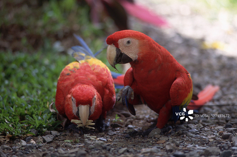 两只猩红色金刚鹦鹉收集木材图片素材