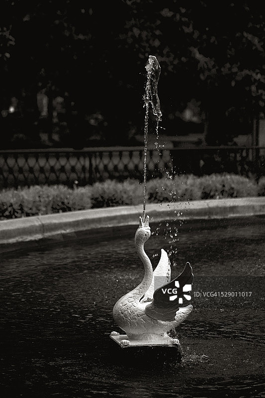 福赛斯喷泉天鹅图片素材