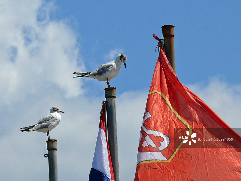海鸥和旗帜图片素材