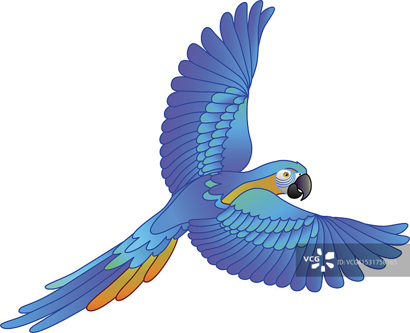 南美热带雨林蓝色和金色金刚鹦鹉飞行鹦鹉图片素材