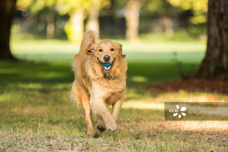 金毛猎犬带着球在户外奔跑图片素材