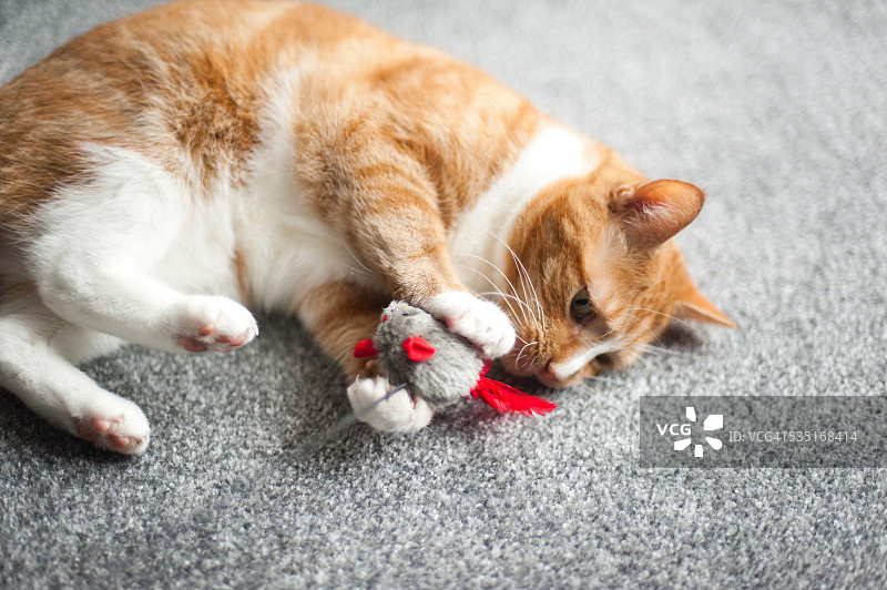 猫在玩玩具老鼠图片素材