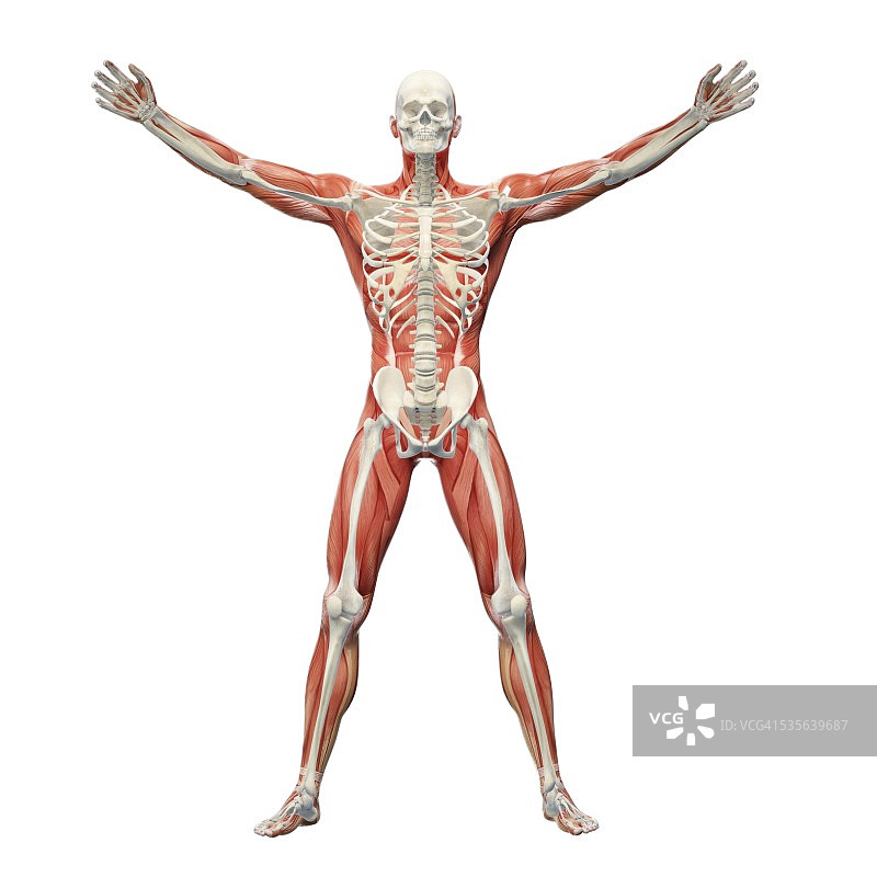 人类肌肉骨骼系统，艺术品图片素材