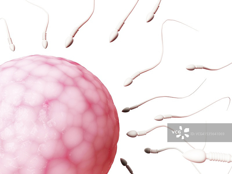 人类精子和卵子，插图图片素材