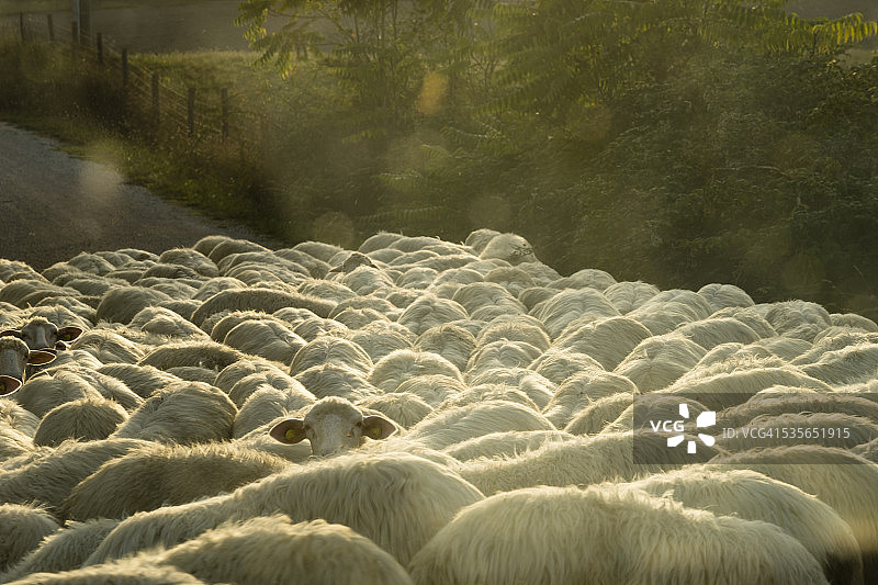 意大利，托斯卡纳，路上的羊群图片素材