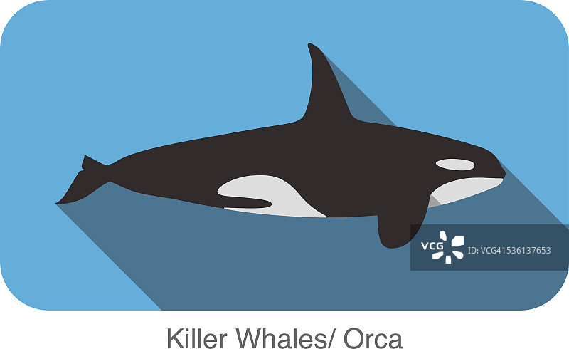 虎鲸在海中游泳的平面图标设计图片素材