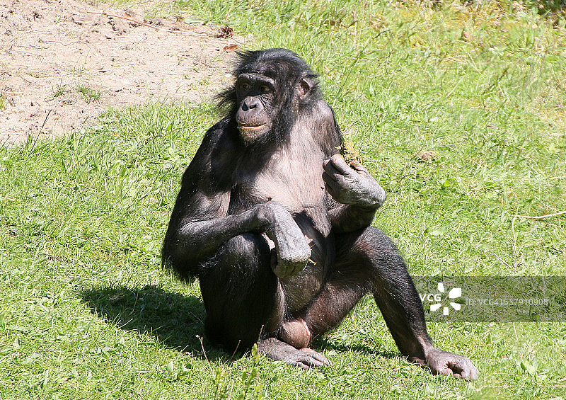 倭黑猩猩古怪的进食习惯图片素材