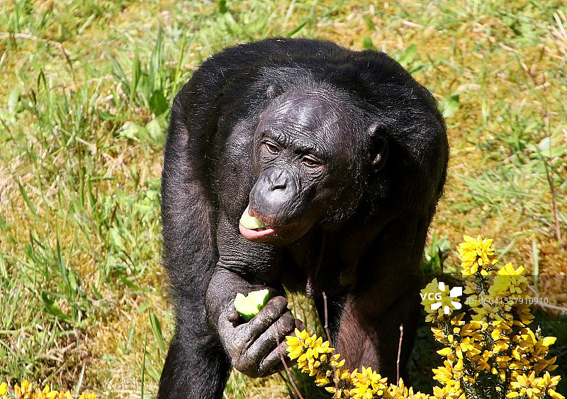 吃雄性倭黑猩猩图片素材