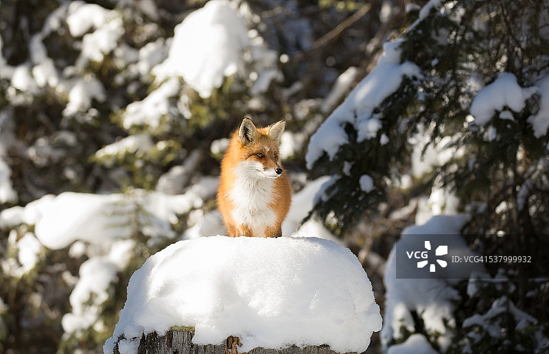 冬天的红狐图片素材