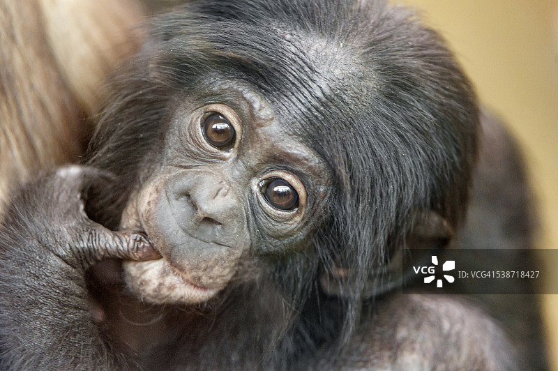 小倭黑猩猩的肖像。图片素材
