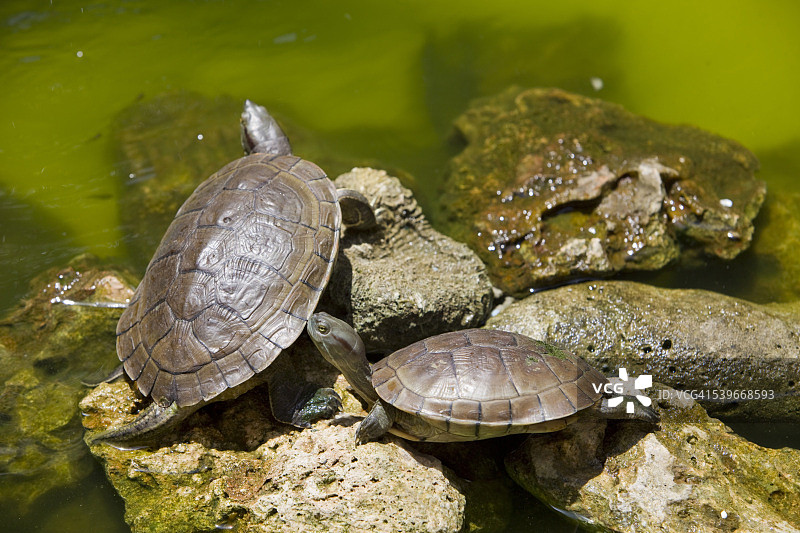 两只乌龟，圣多明各，多米尼加共和国图片素材