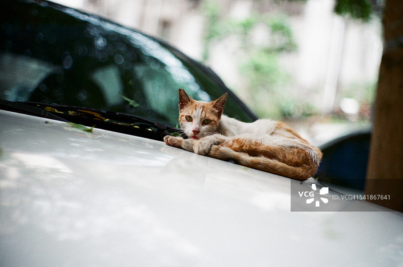 猫在汽车引擎盖上图片素材