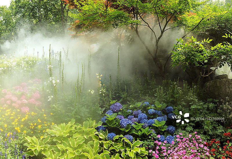 中国浙江杭州，雾中的花草树木图片素材