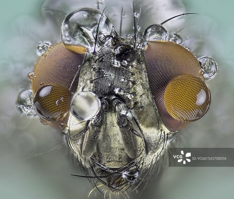 家蝇(也称家蝇、家蝇或普通家蝇)特写镜头图片素材