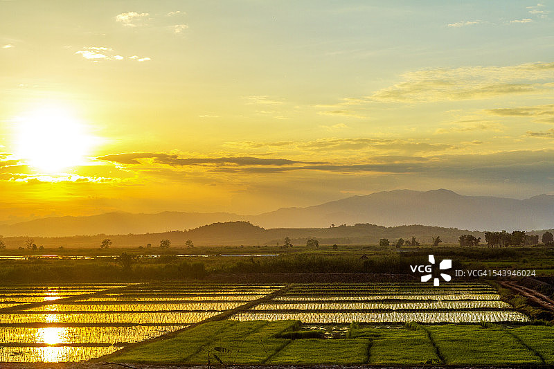 泰国稻田上的日落图片素材