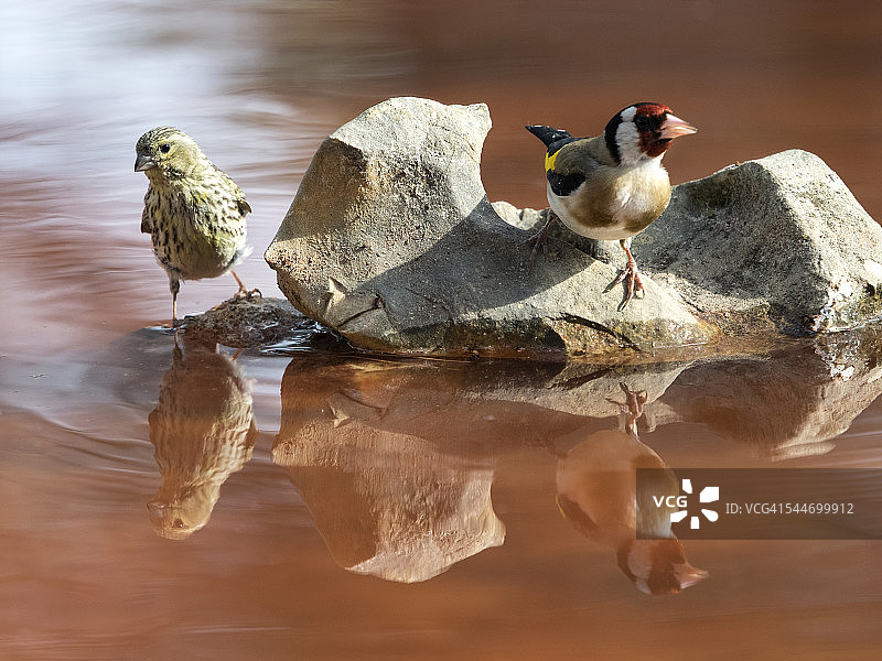 该物种的鸟类，金翅雀(金翅雀)，是一种雀鸟，属于fringílidos科。红十字鸟(Loxia curvirostra)雌性。图片素材