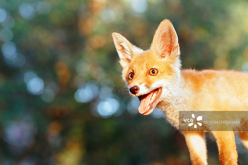 户外的小雌狐，红狐图片素材