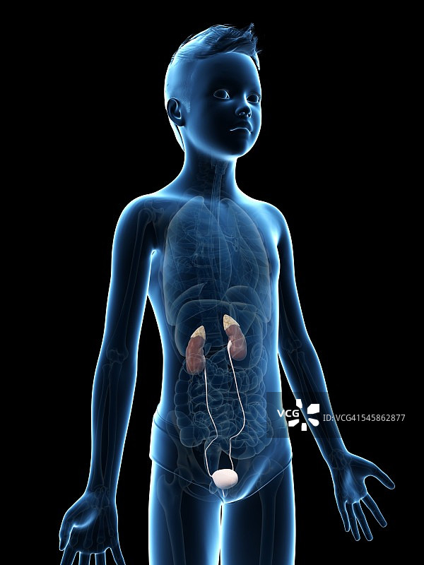 一个男孩的泌尿系统，说明图片素材