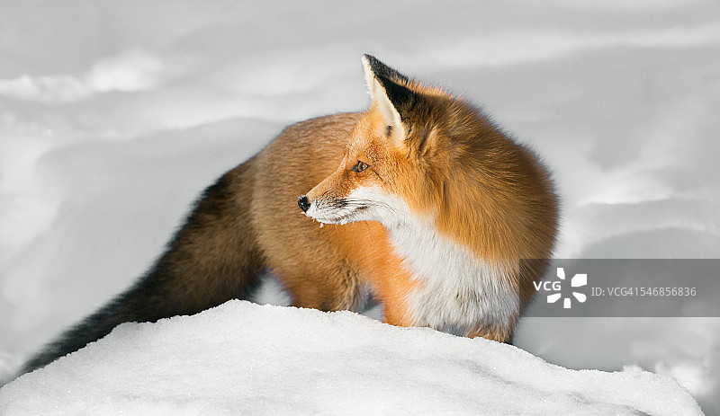 冬天的野生红狐图片素材