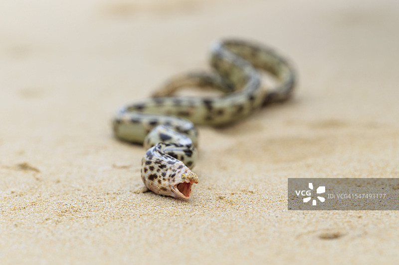 厄瓜多尔，加拉帕戈斯群岛，佛罗里达，海滩上的虎蛇鳗图片素材