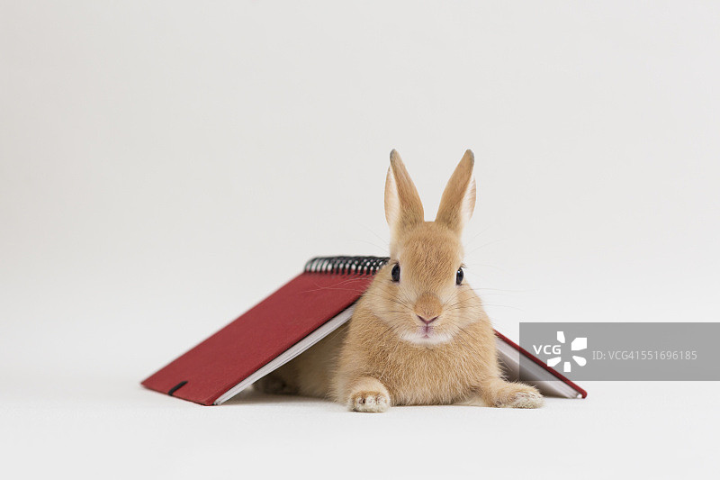 坐在螺旋笔记本下的兔子图片素材