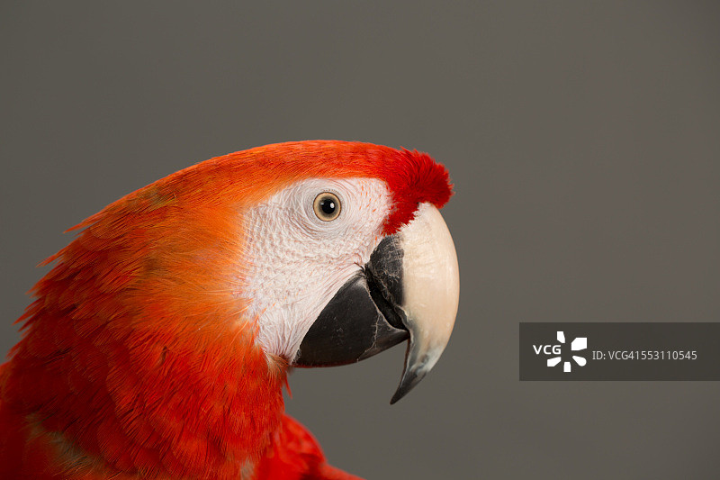 猩红色金刚鹦鹉的背景图片素材