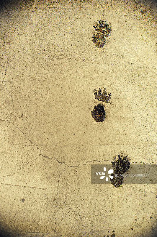 水泥上有动物的足迹图片素材