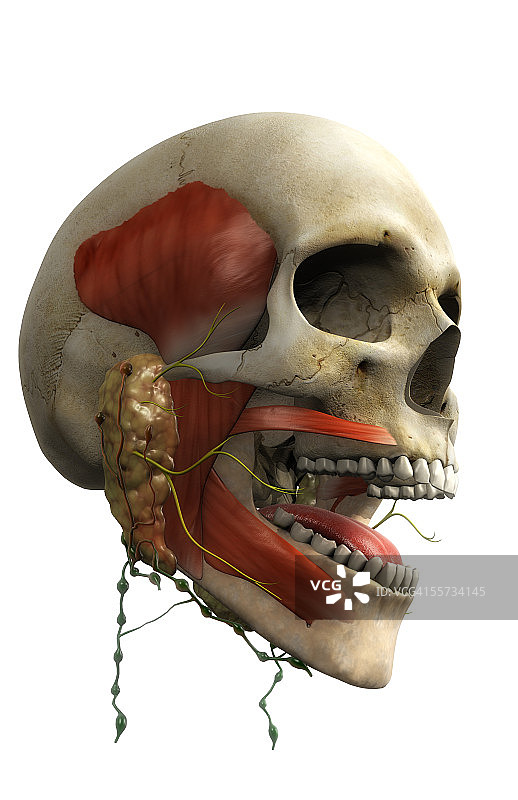 这张图片描绘了一个男性头骨的侧面，在视野中可以看到唾液腺和舌头。图片素材