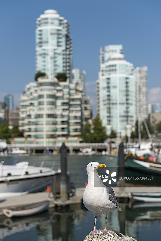 加拿大，不列颠哥伦比亚省，温哥华，海鸥在耶鲁镇区前面图片素材