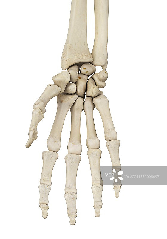 人体手部解剖学，插图图片素材