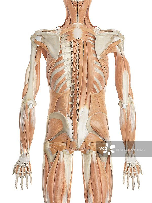 人体背部肌肉，插图图片素材