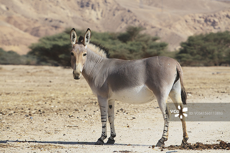 索马里野驴(equus africanus somaliensis)站在干旱的田野上图片素材