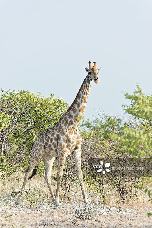纳米比亚，Etosha国家公园，长颈鹿站在树旁图片素材